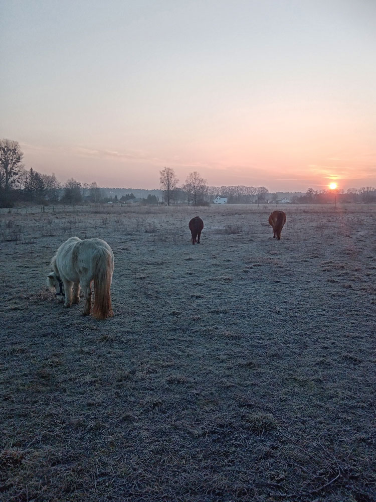 Ponys in der Abendsonne
